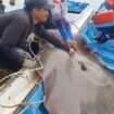 Sejumlah pemancing berusaha memindahkan ikan pari raksasa ke kapal jongkong