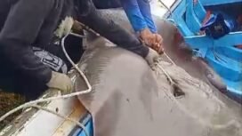 Sejumlah pemancing berusaha memindahkan ikan pari raksasa ke kapal jongkong