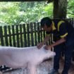 drh. Rendy sedang menginjeksi babi saat pemeriksaan jangkitan ASF di sejumlah peternakan babi di Nunukan,