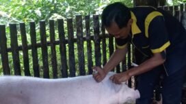 drh. Rendy sedang menginjeksi babi saat pemeriksaan jangkitan ASF di sejumlah peternakan babi di Nunukan,