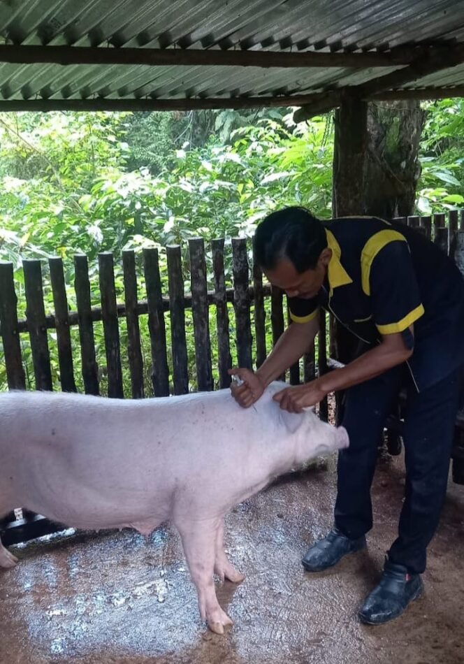 
					drh. Rendy sedang menginjeksi babi saat pemeriksaan jangkitan ASF di sejumlah peternakan babi di Nunukan,