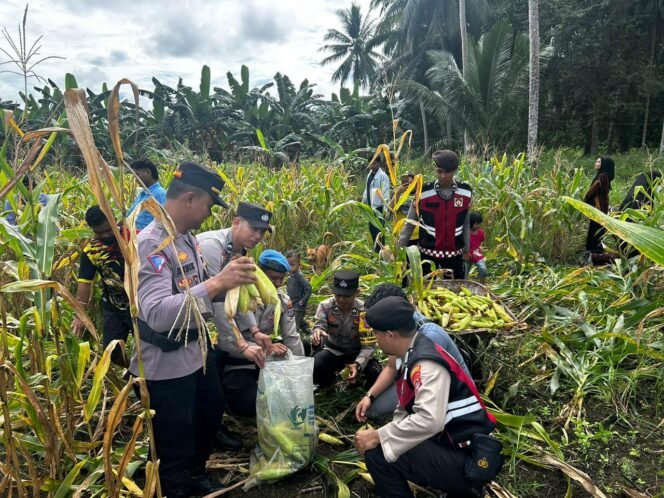 
					Panen jagung perdana Polsek Sebatik Barat dalam program ketahanan pangan,
