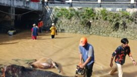 Petugas BPBD dan Disdamkar menyingkirkan batang pohon dan bangkai sapi yang menyumbat aliran sungai Pasar Baru. Seekor sapi warga tewas akibat banjir semalam suntuk, Jumat (28/3/2025) malam.