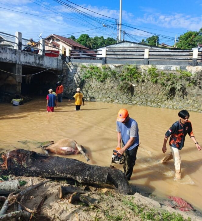 
					Petugas BPBD dan Disdamkar menyingkirkan batang pohon dan bangkai sapi yang menyumbat aliran sungai Pasar Baru. Seekor sapi warga tewas akibat banjir semalam suntuk, Jumat (28/3/2025) malam.