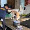 Anjing pelacak K9 dilibatkan dalam razia barang terlarang dan deteksi dini narkoba dalam Lapas,