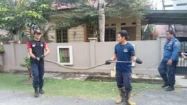 Salah satu aksi Suharman (kanan bertopi terbalik). Petugas Damkar Nunukan yang disebut pawang ular, saat menangkap ular King Kobra.