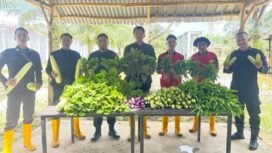 Panen raya Lapas Nunukan. Hasilkan 125 Kg sayur mayur segar. Program pengembangan pertanian bagi WBP diharap menjadi bekal pasca menyelesaikan masa pidana.
