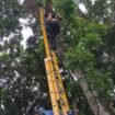 Aksi petugas Damkar Nunukan mengevakuasi kucing yang terjebak diatas pohon mahoni setinggi 15 meter di Jalan Radio, Nunukan Utara. Diduga kucing memanjat pohon karena ketakutan saat dikejar anjing.