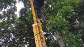 Aksi petugas Damkar Nunukan mengevakuasi kucing yang terjebak diatas pohon mahoni setinggi 15 meter di Jalan Radio, Nunukan Utara. Diduga kucing memanjat pohon karena ketakutan saat dikejar anjing.