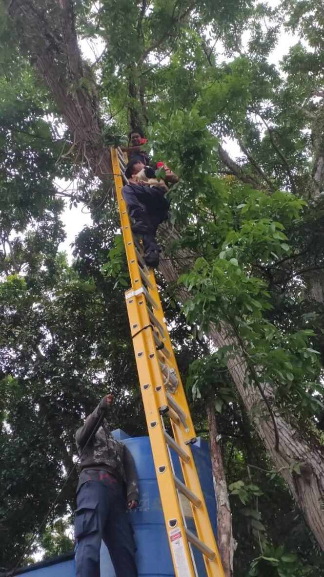 
					Aksi petugas Damkar Nunukan mengevakuasi kucing yang terjebak diatas pohon mahoni setinggi 15 meter di Jalan Radio, Nunukan Utara. Diduga kucing memanjat pohon karena ketakutan saat dikejar anjing.