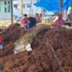 Ilustrasi : Pabettang (Buruh ikat bibit rumput laut) sedang mengikat benih. Harga rumput laut di Nunukan belum stabil sejak anjlok dua tahun terakhir,