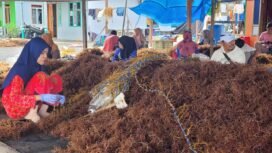 Ilustrasi : Pabettang (Buruh ikat bibit rumput laut) sedang mengikat benih. Harga rumput laut di Nunukan belum stabil sejak anjlok dua tahun terakhir,