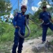 Aksi Petugas Damkar menangkap ular King Kobra sepanjang 3 meter yang masuk rumah Wilson, di di Jalan Padat Karya RT 16, Nunukan, Sabtu (12/4/2025).