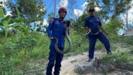 Aksi Petugas Damkar menangkap ular King Kobra sepanjang 3 meter yang masuk rumah Wilson, di di Jalan Padat Karya RT 16, Nunukan, Sabtu (12/4/2025).