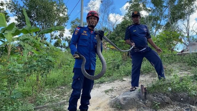 
					Aksi Petugas Damkar menangkap ular King Kobra sepanjang 3 meter yang masuk rumah Wilson, di di Jalan Padat Karya RT 16, Nunukan, Sabtu (12/4/2025).