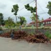 800 batang kayu merah curian dari Sebakis yang diamankan Polhut. Diamankan di Mapolres Nunukan.