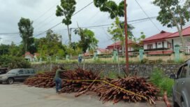 800 batang kayu merah curian dari Sebakis yang diamankan Polhut. Diamankan di Mapolres Nunukan.