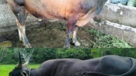Dua ekor sapi Bali Cross dari Presiden RI, Prabowo Subianto untuk warga Nunukan, Kaltara,