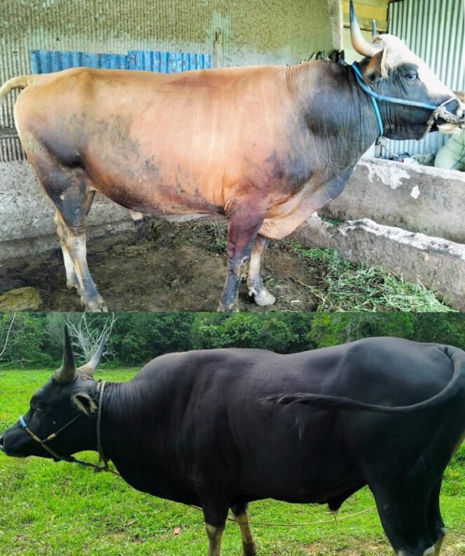 
					Dua ekor sapi Bali Cross dari Presiden RI, Prabowo Subianto untuk warga Nunukan, Kaltara,