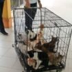 Kucing kucing liar di RSUD Nunukan ditangkap petugas Damkar. Keberadaan kucing dikeluhkan pasien dan sering merusak property rumah sakit.