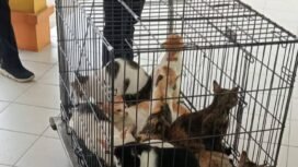 Kucing kucing liar di RSUD Nunukan ditangkap petugas Damkar. Keberadaan kucing dikeluhkan pasien dan sering merusak property rumah sakit.