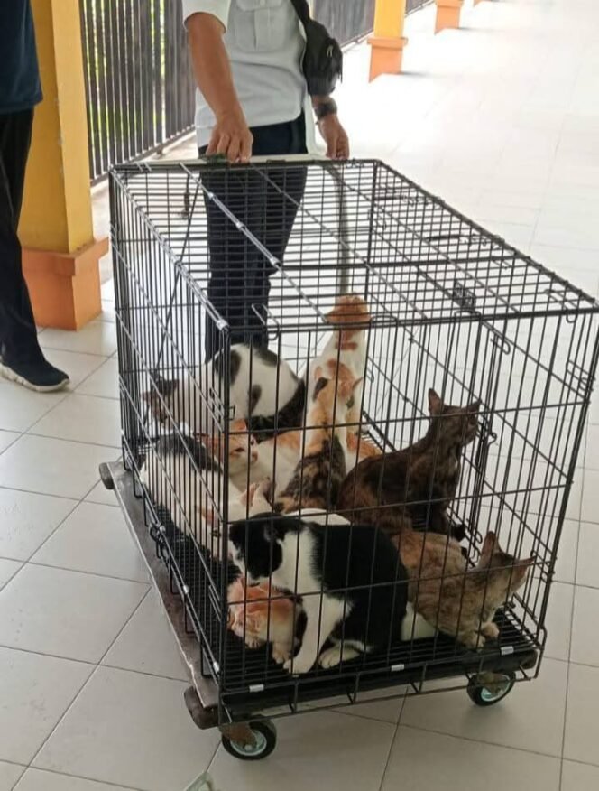 
					Kucing kucing liar di RSUD Nunukan ditangkap petugas Damkar. Keberadaan kucing dikeluhkan pasien dan sering merusak property rumah sakit.