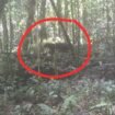 Individu kucing merah Kalimantan, satwa langka paling misterius yang terekam kamera trap Taman Nasional Kayan Mentarang,