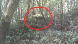 Individu kucing merah Kalimantan, satwa langka paling misterius yang terekam kamera trap Taman Nasional Kayan Mentarang,