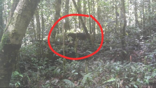 
					Individu kucing merah Kalimantan, satwa langka paling misterius yang terekam kamera trap Taman Nasional Kayan Mentarang,