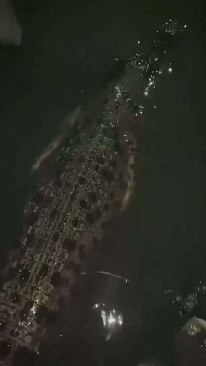 
					Buaya berkeliaran di kolong rumah warga pesisir di Jalan Manunggal Bhakti. Warga diimbau waspada, 