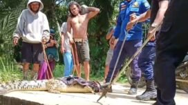 Petugas Damkar menangkap buaya remaja yang dilaporkan sering masuk pekarangan rumah warga Desa Seberang, Sebatik Utara,
