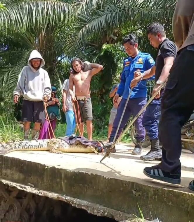 
					Petugas Damkar menangkap buaya remaja yang dilaporkan sering masuk pekarangan rumah warga Desa Seberang, Sebatik Utara,