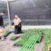 Kades Srinanti, Kecamatan Seimanggaris, Rusmini Hakim saat mendapat kunjungan wisatawan di area pembibitan hortikultura untuk ketahanan pangan.