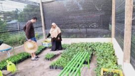 Kades Srinanti, Kecamatan Seimanggaris, Rusmini Hakim saat mendapat kunjungan wisatawan di area pembibitan hortikultura untuk ketahanan pangan.