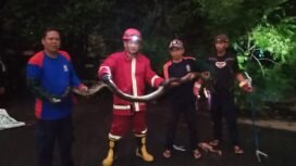 Petugas Damkar Nunukan menunjukkan salah satu ular sanca yang masuk perumahan warga dan berhasil dievakuasi. Dok. Disdamkar.