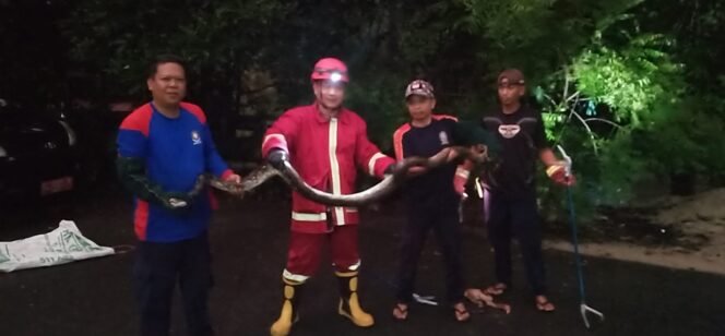 
					Petugas Damkar Nunukan menunjukkan salah satu ular sanca yang masuk perumahan warga dan berhasil dievakuasi. Dok. Disdamkar.