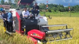Bupati Nunukan, Kalimantan Utara, Irwan Sabri, menaiki combine harvester (alat pemanen padi) untuk memulai panen raya di persawahan Desa Binalawan, Pulau Sebatik, Rabu (10/9/2025).