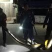 Petugas Damkar mengevakuasi ular sawah sepanjang 3,5 meter di Jalan Keramat, Minggu (7/9/2025) dini hari. Dok.Disdamkar.