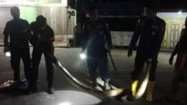 Petugas Damkar mengevakuasi ular sawah sepanjang 3,5 meter di Jalan Keramat, Minggu (7/9/2025) dini hari. Dok.Disdamkar.