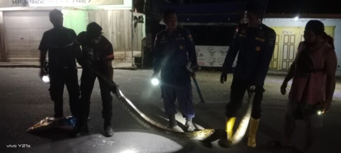 
					Petugas Damkar mengevakuasi ular sawah sepanjang 3,5 meter di Jalan Keramat, Minggu (7/9/2025) dini hari. Dok.Disdamkar.