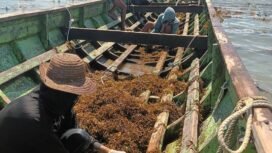 Ilustrasi : Sejumlah nelayan rumput laut Nunukan saat berangkat panen.
