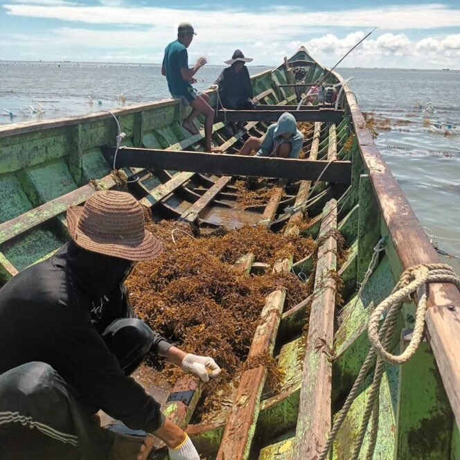 
					Ilustrasi : Sejumlah nelayan rumput laut Nunukan saat berangkat panen.