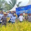 Danlanal Nunukan, Kolonel Laut (P) Primayantha Maulana Malik memimpin panen raya padi di Kampung Mansapa, Nunukan Selatan, Rabu (29/10/2025). Dok. Penerangan LANAL Nunukan.