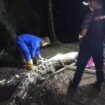 Petugas Damkar Sebatik saat mengevakuasi buaya sepanjang 3 meter yang masuk ke areal pemukiman warga di Jalan H.Dalle, Aji Kuning, Sebatik Tengah, Selasa (28/10/2025) malam. Dok.Disdamkar Nunukan.