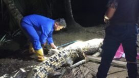 Petugas Damkar Sebatik saat mengevakuasi buaya sepanjang 3 meter yang masuk ke areal pemukiman warga di Jalan H.Dalle, Aji Kuning, Sebatik Tengah, Selasa (28/10/2025) malam. Dok.Disdamkar Nunukan.