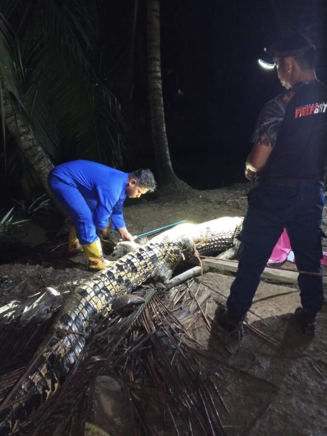 
					Petugas Damkar Sebatik saat mengevakuasi buaya sepanjang 3 meter yang masuk ke areal pemukiman warga di Jalan H.Dalle, Aji Kuning, Sebatik Tengah, Selasa (28/10/2025) malam. Dok.Disdamkar Nunukan.