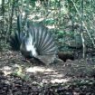 Salah satu satwa langka, Burung Kuau Raja yang terpotret kamera trap di Tanakame. Dok.TNKM.