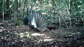Salah satu satwa langka, Burung Kuau Raja yang terpotret kamera trap di Tanakame. Dok.TNKM.