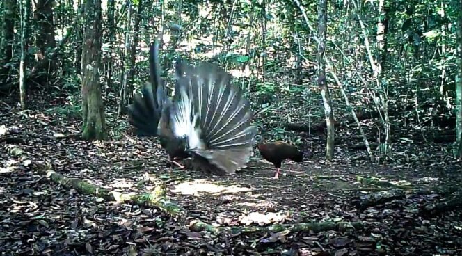 
					Salah satu satwa langka, Burung Kuau Raja yang terpotret kamera trap di Tanakame. Dok.TNKM.