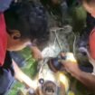 Evakuasi buaya yang menyerang warga oleh Damkar. Rabu (5/11/2025). Dok.Disdamkar Nunukan.